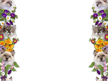 Kitten border, kitten, cat, border, flower HD wallpaper