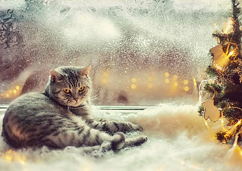 Christmas cat, sweet, winter, frost, window, kitty, cute, cat, fluffy, tree, rest, holiday, lazy, snow, christmas, lights, adorable HD wallpaper
