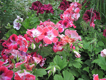 Flowers day at the greenhouse 11, pink, graphy, green, Flowers, garden, leaf HD wallpaper
