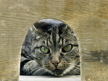Animals, Cat, Eyes, Striped, Grey HD wallpaper