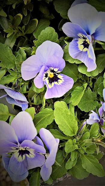 Pansy, Dark Flower HD phone wallpaper