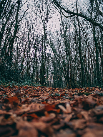 Nature, Trees, Autumn, Leaves HD phone wallpaper
