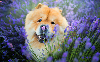 Chow Chow, Purple, Big sale HD wallpaper