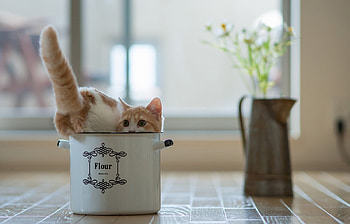 Animals, Cats HD wallpaper
