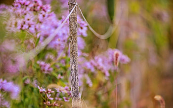Flowers, Macro, Fence HD wallpaper