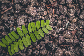Nature, Rock, Surface, Sheet, Leaf, Stone HD wallpaper