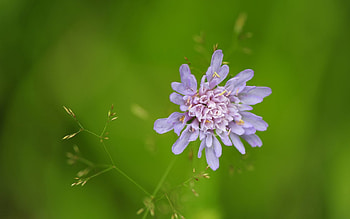 Grass, Background, Flower, Macro, Shine, Light HD wallpaper
