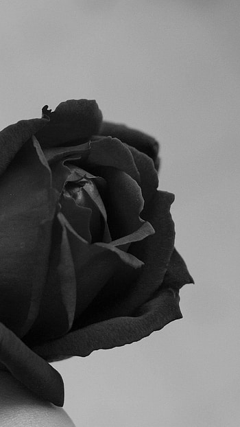 Black Rose, Grey, Background HD phone wallpaper