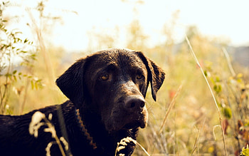 Animals, Grass, Shine, Light, Dog, Muzzle HD wallpaper