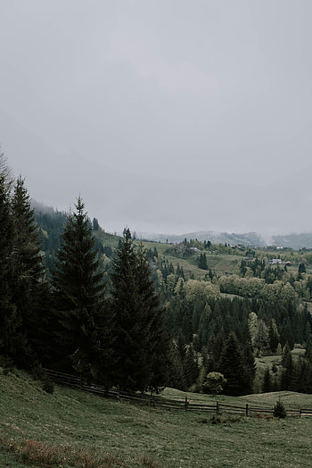 Nature, Trees, Grass, Forest, Fog, Fir, Spruce HD phone wallpaper