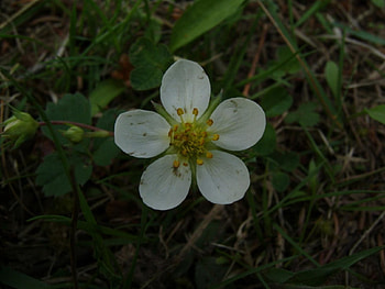 Flower, white HD wallpaper