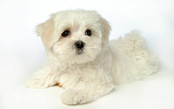 White puppy, Animal , Pure innocence, Fluffy HD wallpaper