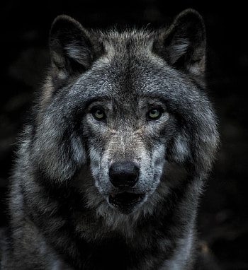 Animals, Muzzle, Predator, Grey, Wolf HD phone wallpaper