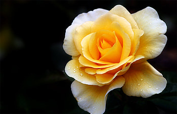 heart-of-gold, rose, gold, love, flower HD wallpaper
