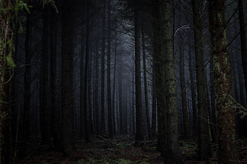 Trees, Dark, Forest, Fog, Gloomy HD wallpaper