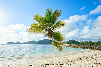 Palm tree, tropical beach, sunny day, sea HD wallpaper