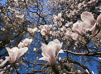 pink magnolia flowers branches, pink magnolia, branches, nature, flowers, spring HD wallpaper