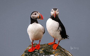 Puffins, Animals, Bing HD wallpaper