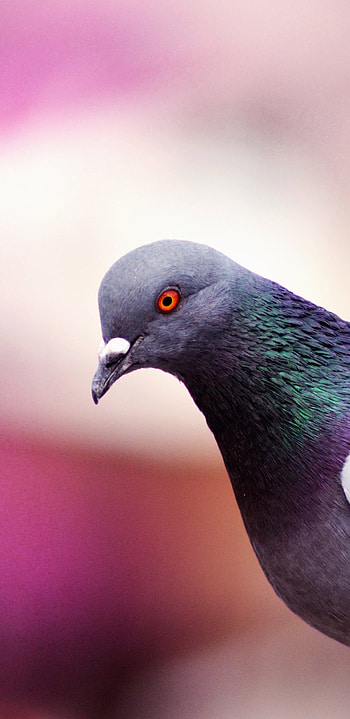 Samsung Galaxy , Pigeon , Q and , Mobile backgrounds HD phone wallpaper