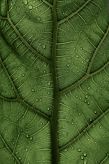 Drops, Macro, Leaflet, Veins HD phone wallpaper