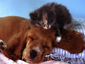 A kitten and a dog, dog, kitten, cute, cannie, feline, sleeping HD wallpaper
