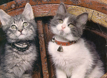 Kittens, kitten, wagon, wheel, cute, paws HD wallpaper