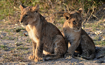 Lion Cubs, animal, cat, cubs, lion HD wallpaper