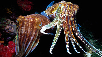 Cuddle Fish, other, nature, entertainment, animals HD wallpaper