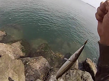 Saltwater: Barracuda Fishing Penn Fierce 2000 & Kastmaster Lures - YouTube HD wallpaper