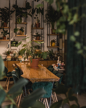 Plants, Miscellanea, Miscellaneous, Room, Coziness, Comfort, Houseplants HD phone wallpaper