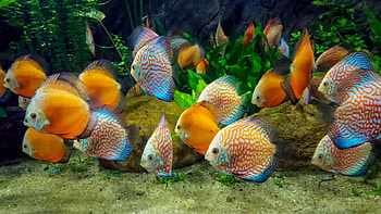 Tropical Fish, Animal, Fish, Fishes HD wallpaper