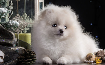 Christmas puppy, animal, dog, white, black, craciun, christmas, cute, spitz HD wallpaper