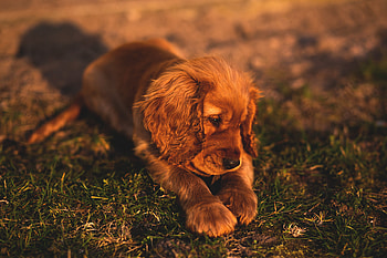 Animals, Grass, Lies, Dog, Puppy, English Cocker Spaniel HD wallpaper
