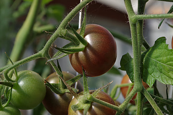 Food, Vegetables, Branch, Tomatoes HD wallpaper