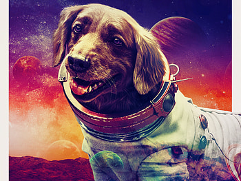 Guardians of the Galaxy Vol. 3 — Cosmo Space Dog | Quad, movie, Guardians of the Galaxy Vol. 3 HD wallpaper