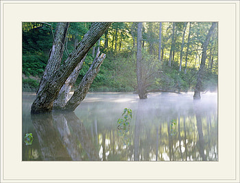 Morning Mist, mist, art , trees, water, morning lightining, nice HD wallpaper