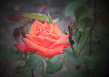 Coral Rose on Black, roses, blooms, graphy, dark HD wallpaper