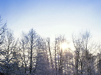 Nature, Trees, Sun, Branches, Hoarfrost, Frost HD wallpaper