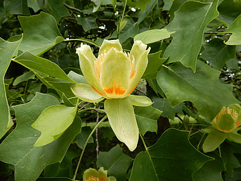 Tulip Tree, Halifax Tree Project HD wallpaper