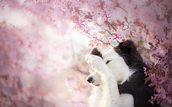 Shy, dog, animal, white, black, spring, pink, flower, australian shepherd, blossom HD wallpaper