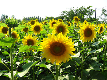 Sunflowers, nature, field, sunflower, flower HD wallpaper