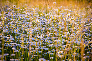 Flowers, Camomile, Field, Lots Of, Multitude HD wallpaper