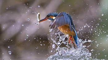 Kingfisher bird, Fishing water splashes HD wallpaper