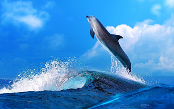 Dolphin, blue, animals, dolphins, cute, nature HD wallpaper