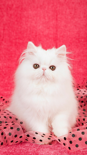 White, Persian Cats HD phone wallpaper