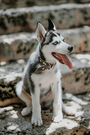 Animals, Dog, Pet, Sight, Opinion, Protruding Tongue, Tongue Stuck Out, Husky HD phone wallpaper