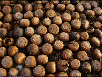 Acorns, brown, autumn, sesons, nature HD wallpaper