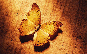 Macro, Pattern, Surface, Shadow, Butterfly, Wings HD wallpaper