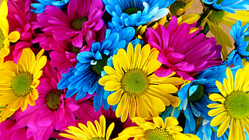 Bouquet, Daisies HD wallpaper