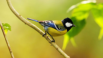 Great Tit , Animal World, Nature's Glory, Stunning Visuals HD wallpaper